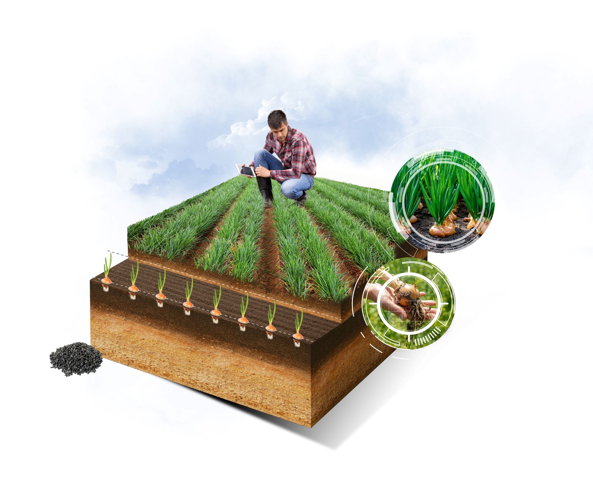 Agriculteur accroupi dans un champ d'oignon